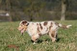 BERGER AUSTRALIEN PUPPIES 737
